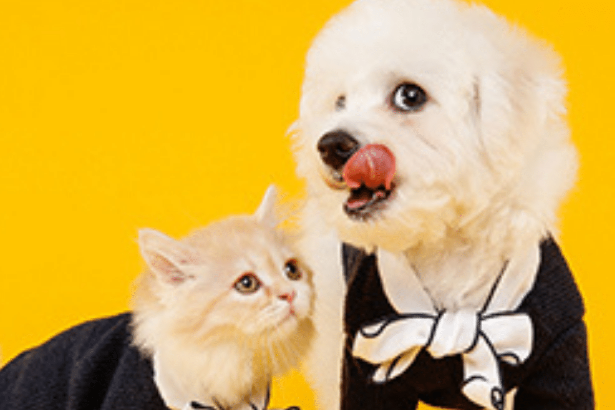 Inscribe a tu mascota al Registro Único de Animales de Compañía de la CDMX