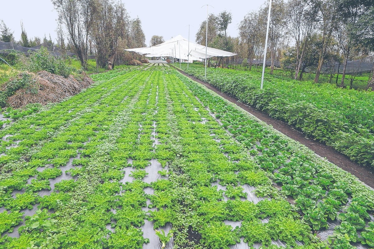 chinampas