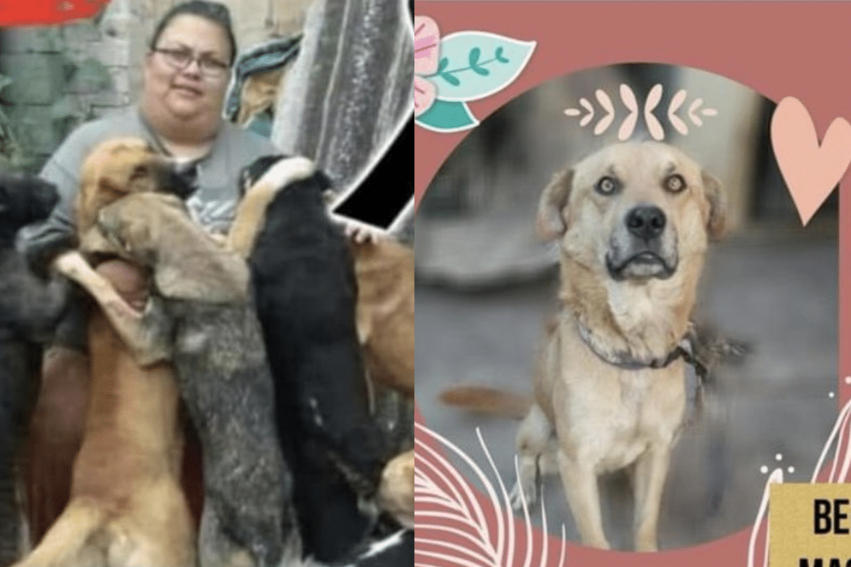 perros