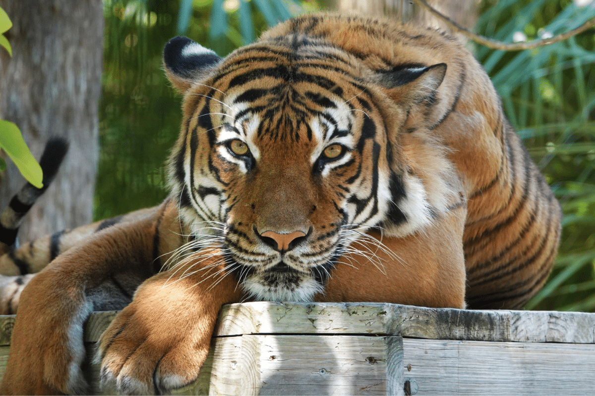 Foto: Facebook@napleszoo | El tigre malasio Eko de ocho años tuvo que ser asesinado luego de que atacara a un trabajador de mantenimiento
