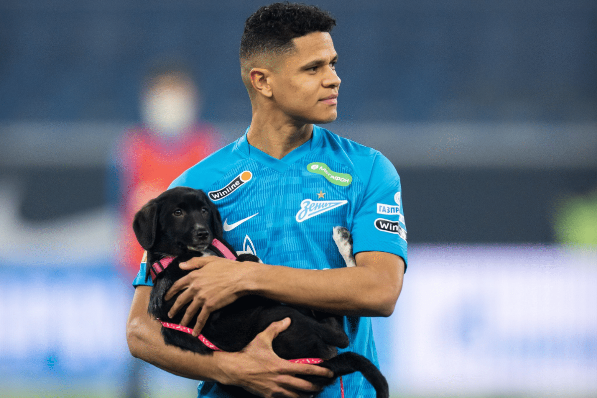 perritos