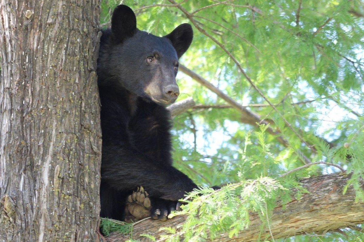 Foto: Cuartoscuro | Protección Civil del estado atendió el reporte de un oso en una casa.
