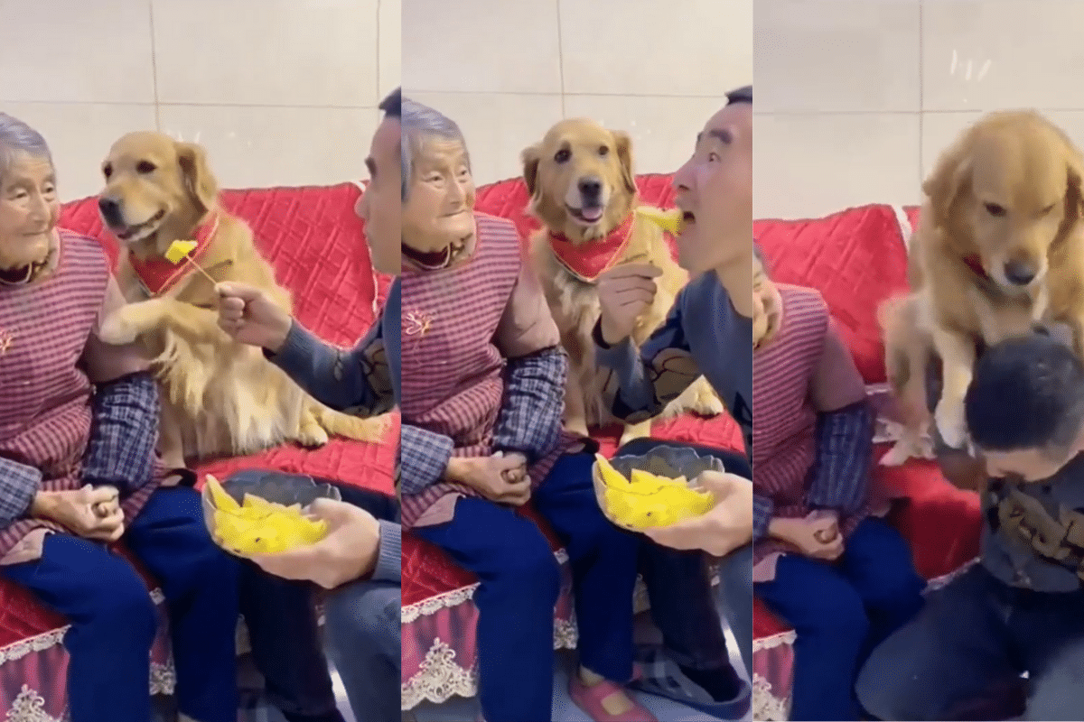 perrito