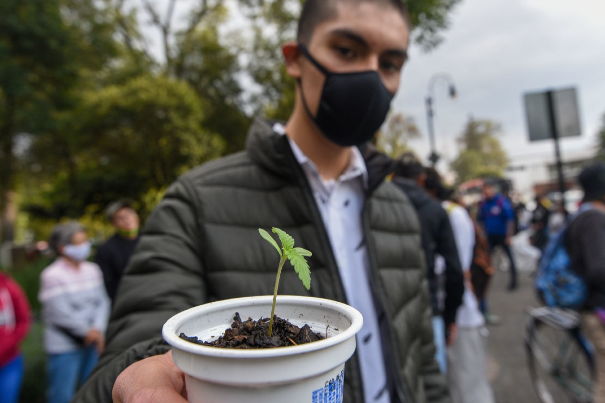 El Presidente señaló que se analiza permitir el uso de drogas como la marihuana.