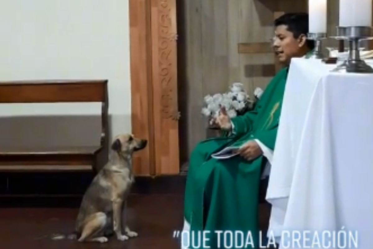 Foto: TikTok/ @padrejoselu | ¡Perrito religioso! Este peludo tomo misa a los pies del padre