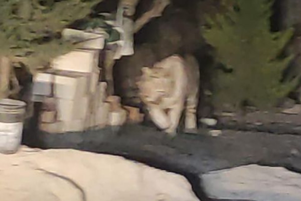 tigre blanco