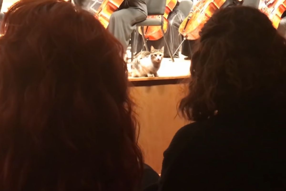 Concierto