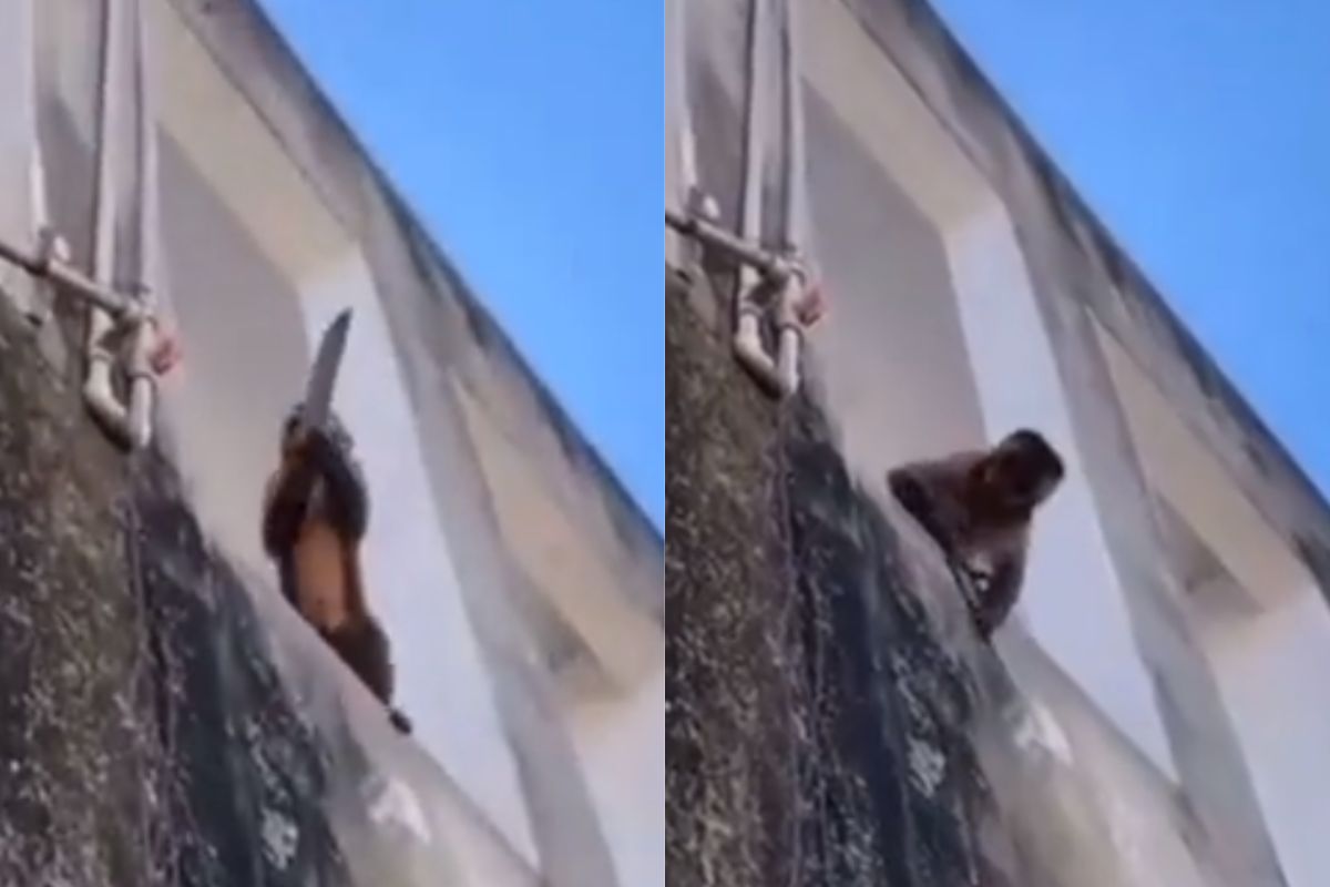 Foto:Captura de Pantalla|¡Matanga dijo la changa! Captan a un mono con un cuchillo en la calle