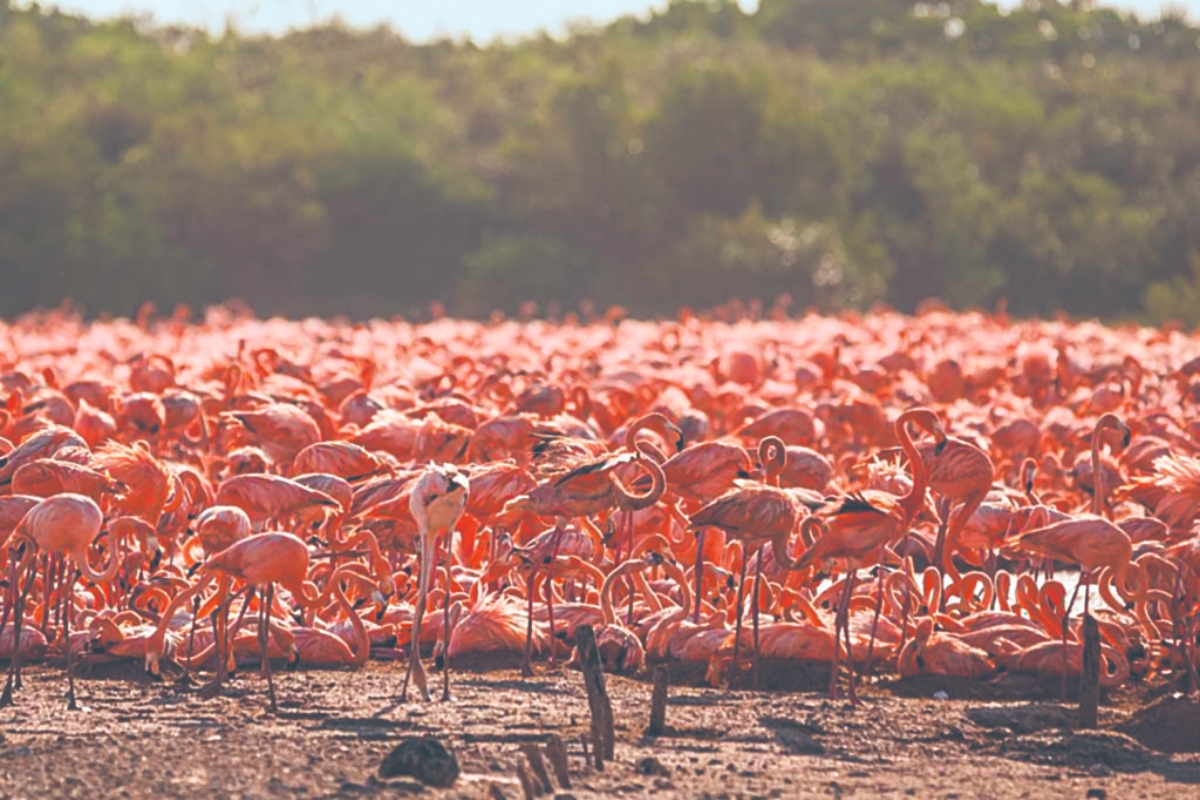 FLAMENCOS