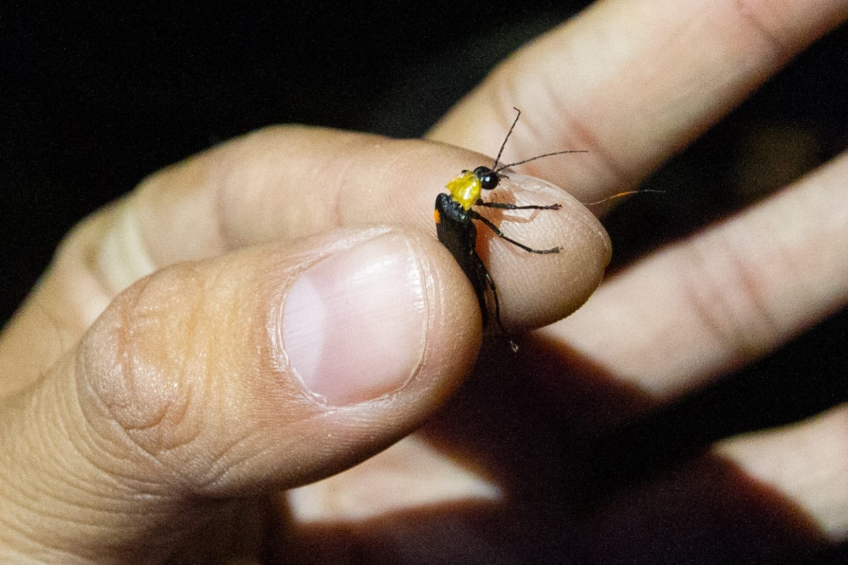 La captura y remarcaje de los especímenes para llevar un censo y conocer las especies que habitan el área es un proceso que no implica daño