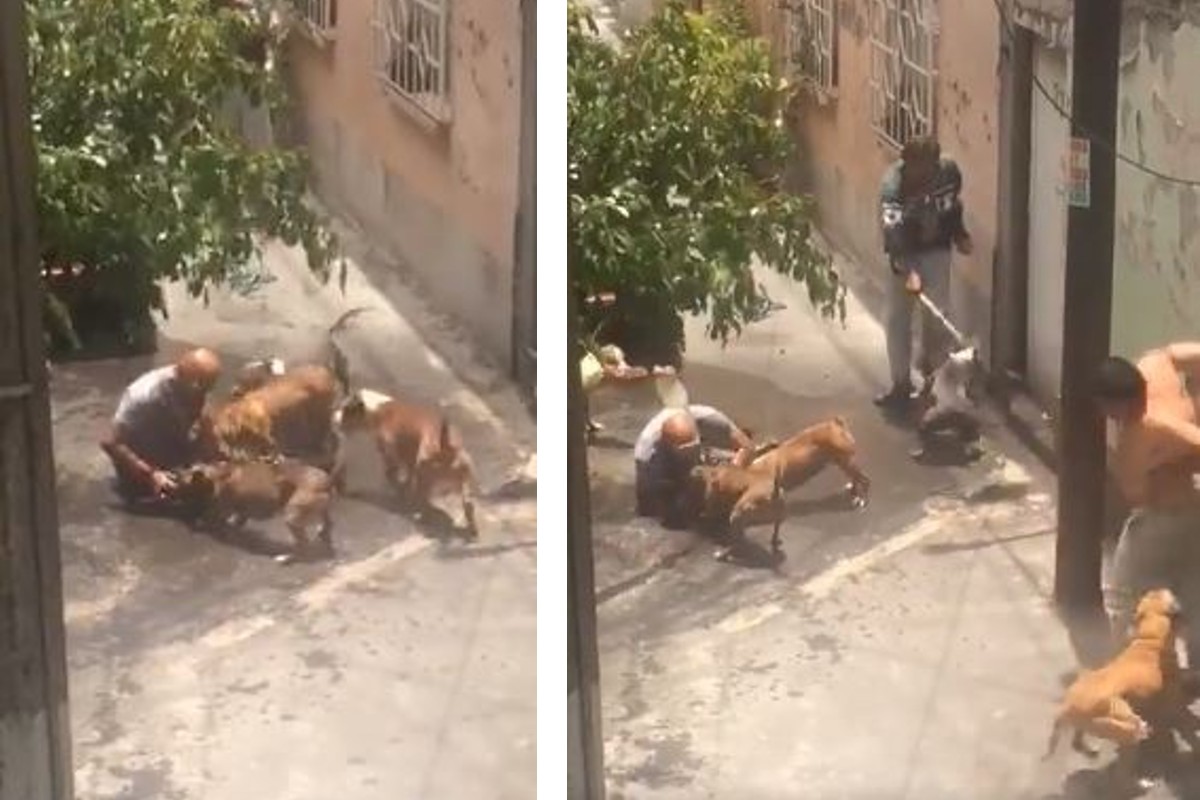 pitbulls