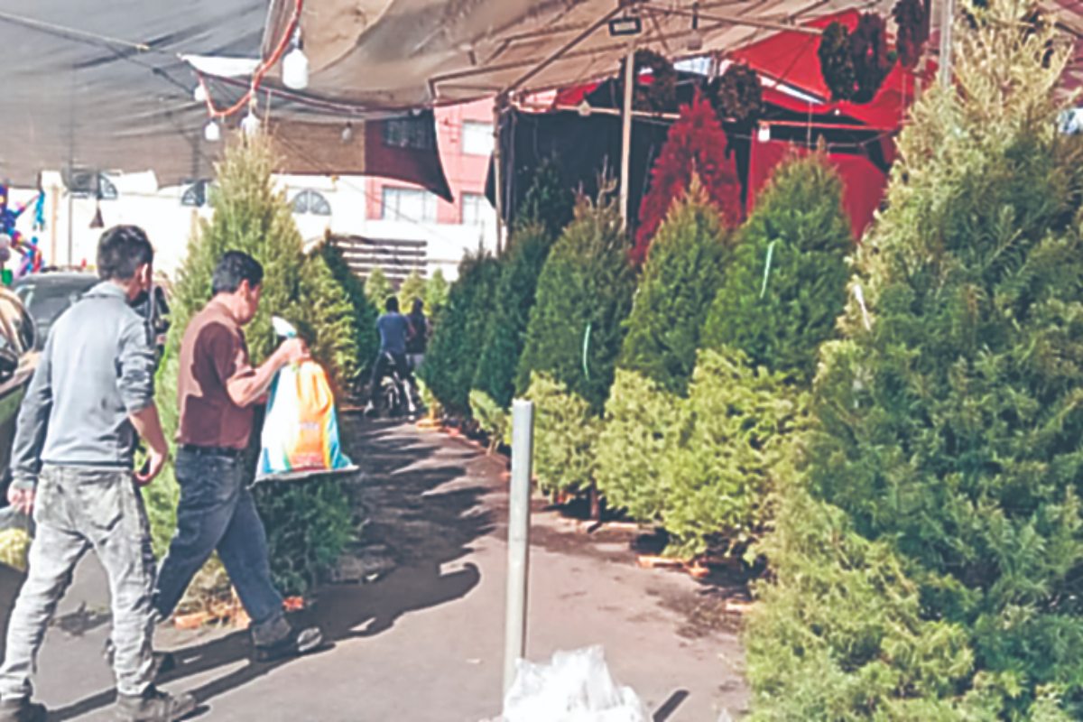 árboles de navidad