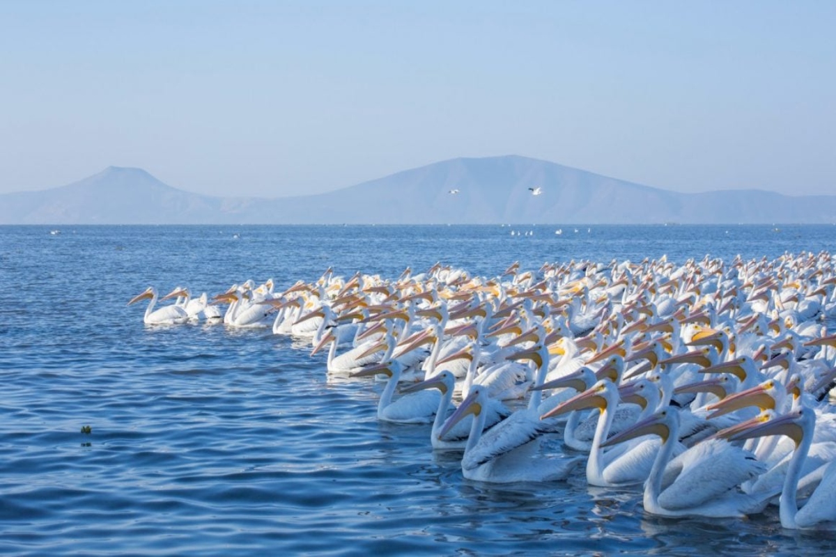 PELICANOS