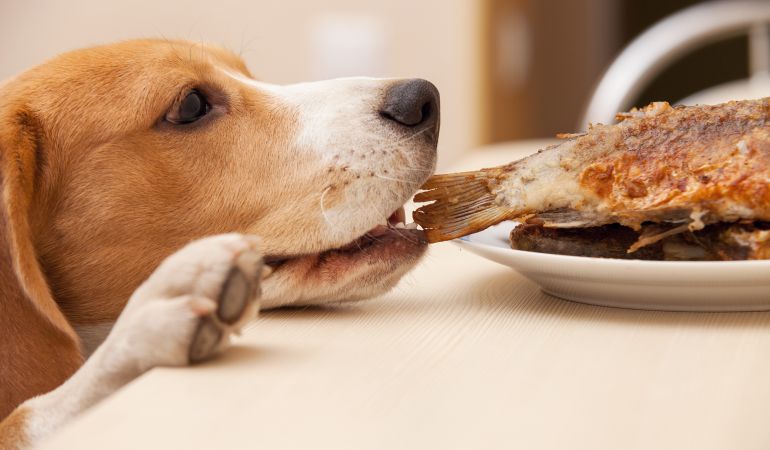 Dog eating food