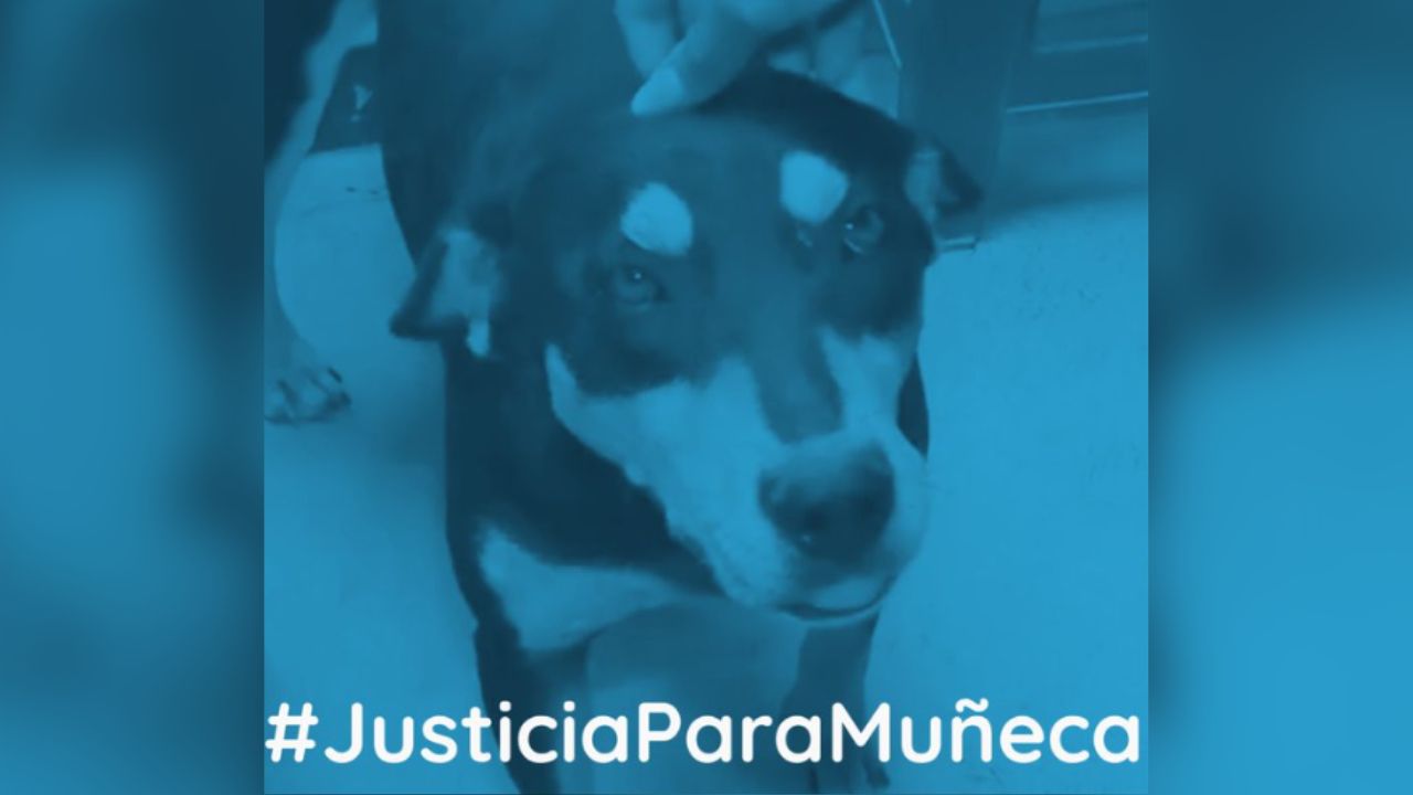 Vinculan a proceso a un menor de edad de Atlixco por presuntos actos de zoofilia