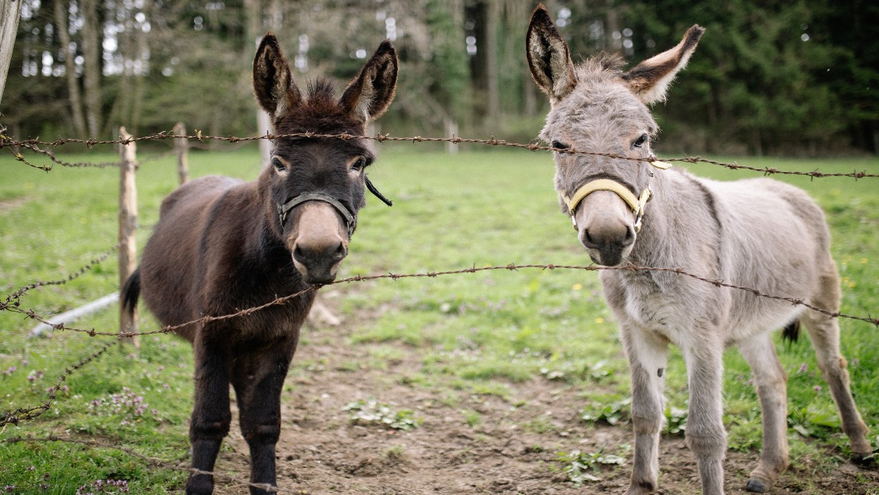 imagen del burro, animal en peligro de extinción
