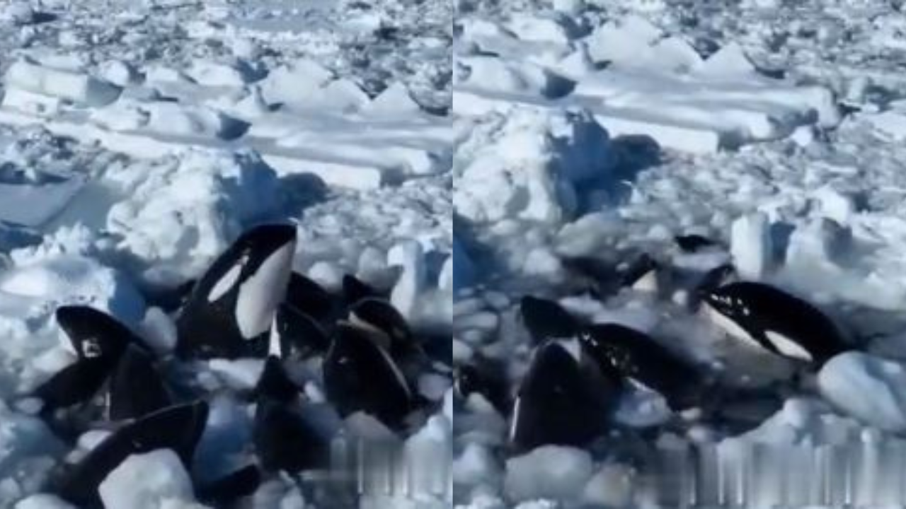 Orcas atrapadas en mar de Japón