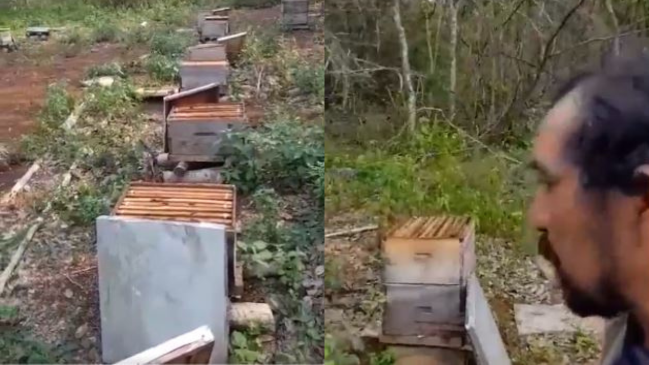 Ecocidio Yucatán