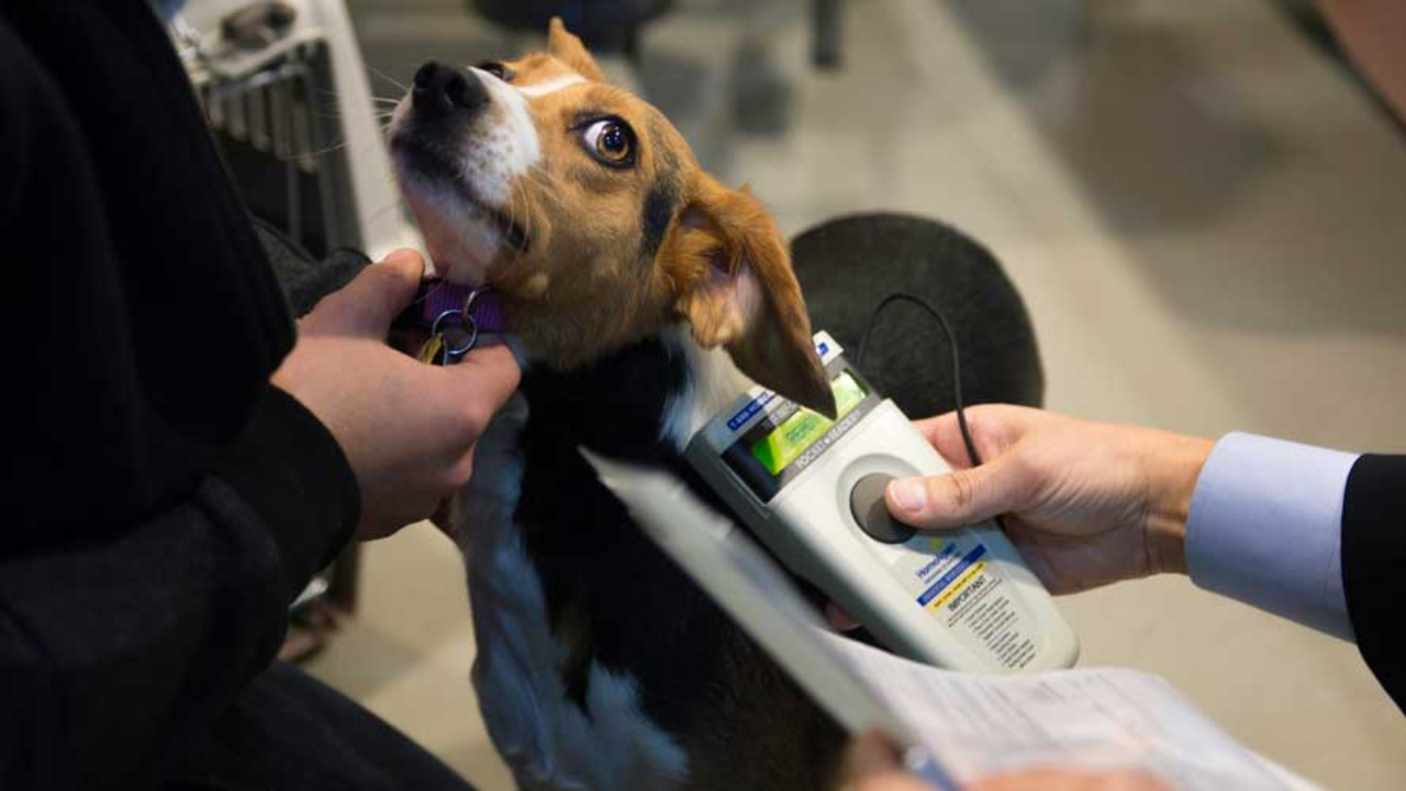 ¿Cuánto cuesta colocar un chip a tu mascota en México?