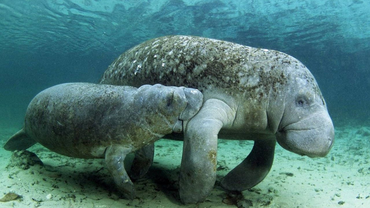 Extinción de manatíes