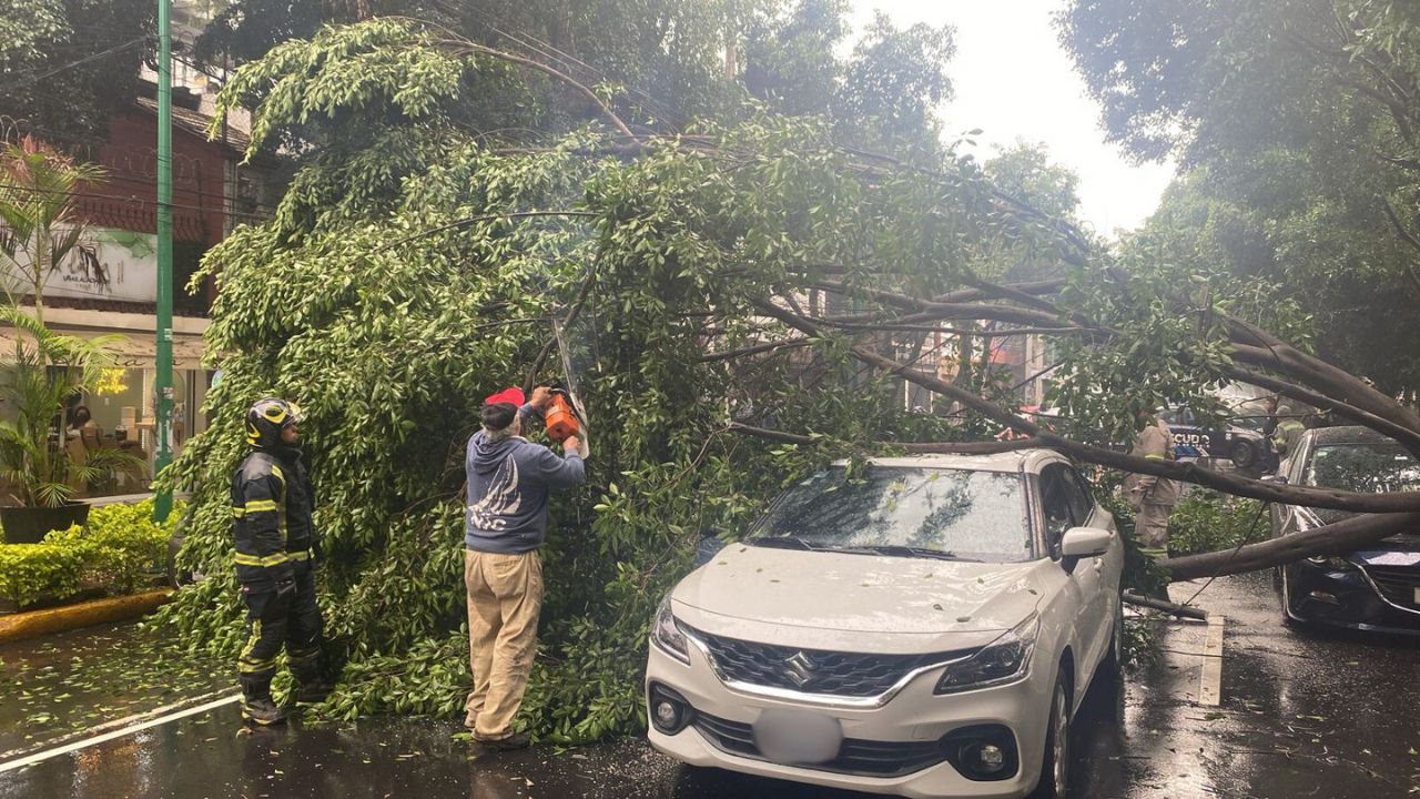 Caen árboles en calles de la CDMX por fuertes lluvias. 