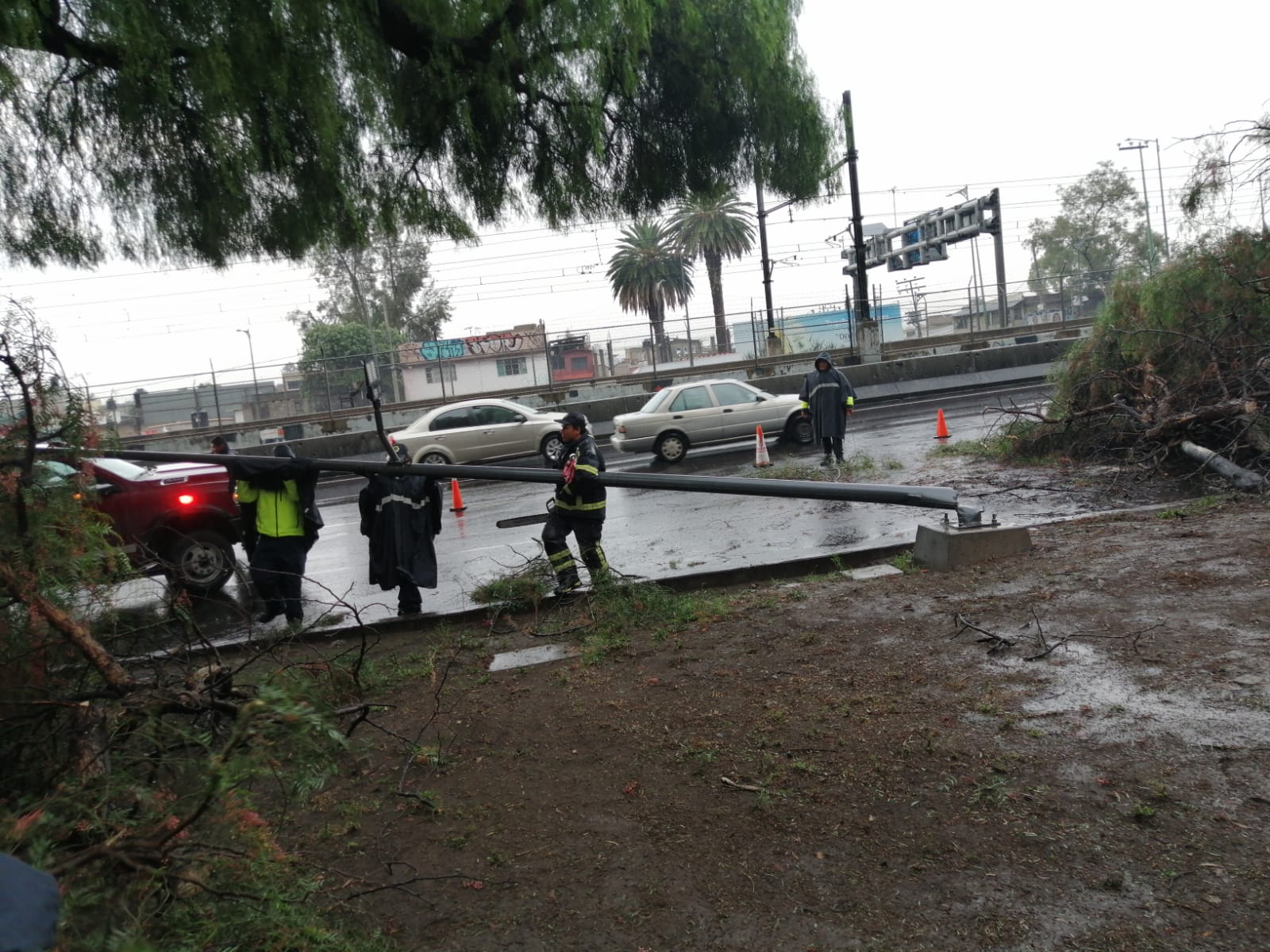 Caída de árboles en CDMX por lluvias. 