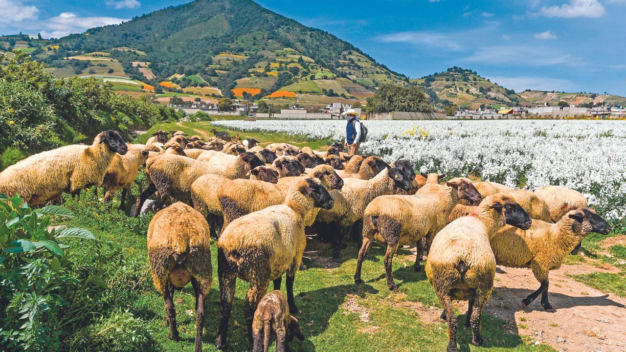 Contraste. Aunque bajó la producción, aumentó el valor de la producción alimentaria, de acuerdo a las autoridades