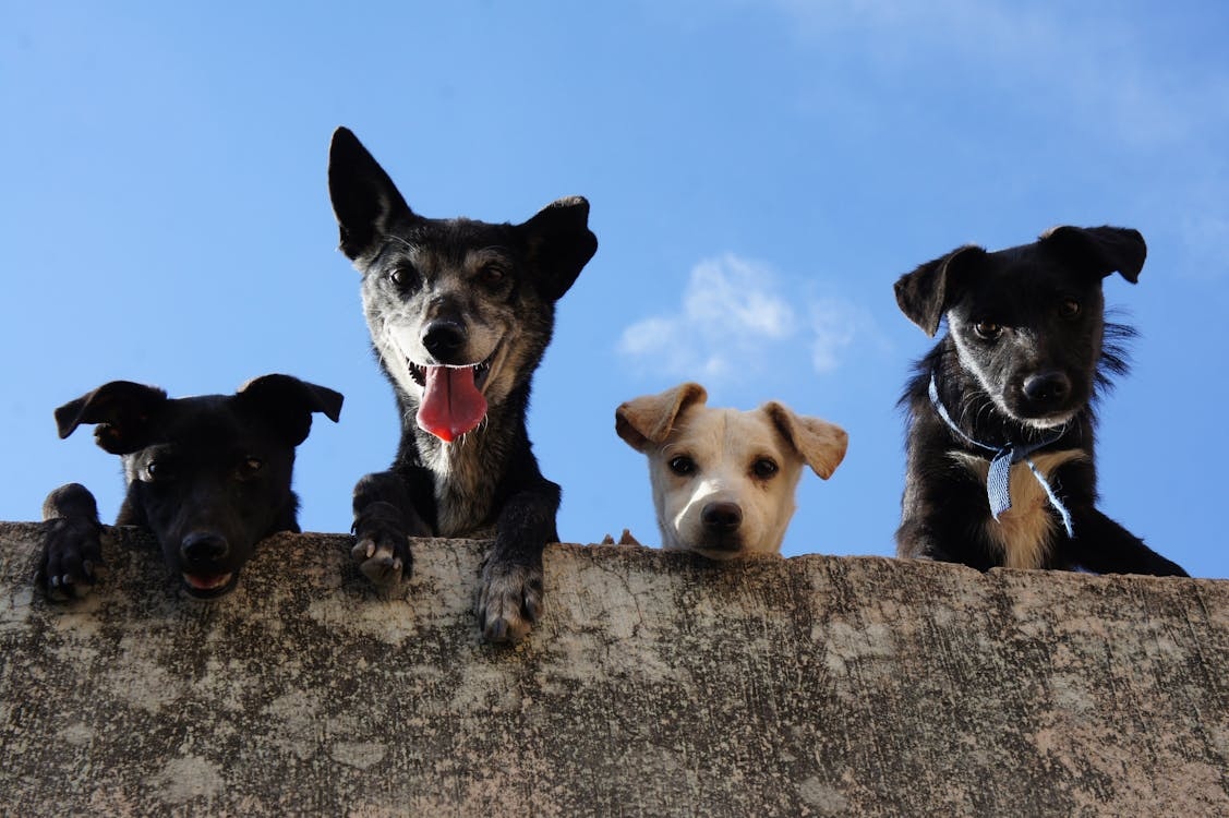 Foto: Pexels/ Alrededor de 19 mill de perros están en situación de calle