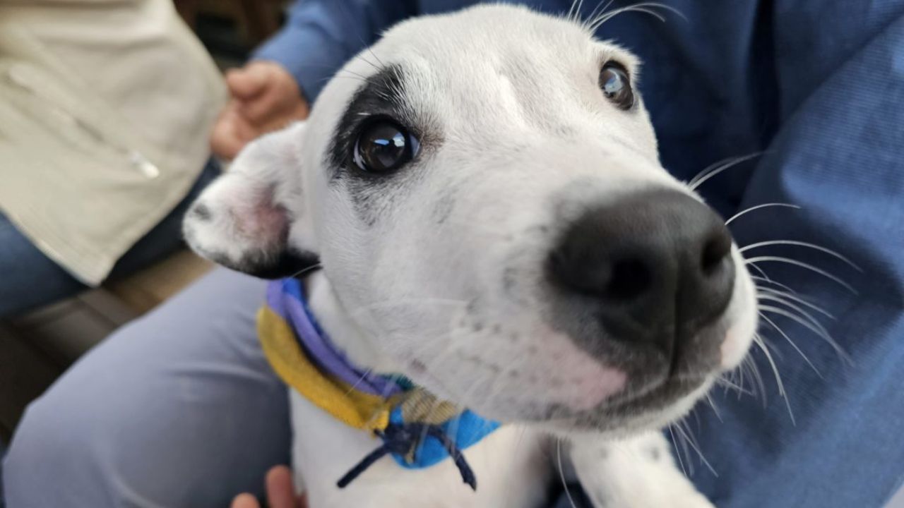 200 perros y gatos han muerto en circunstancias similares, de acuerdo con  Medali Chamorro Ramírez