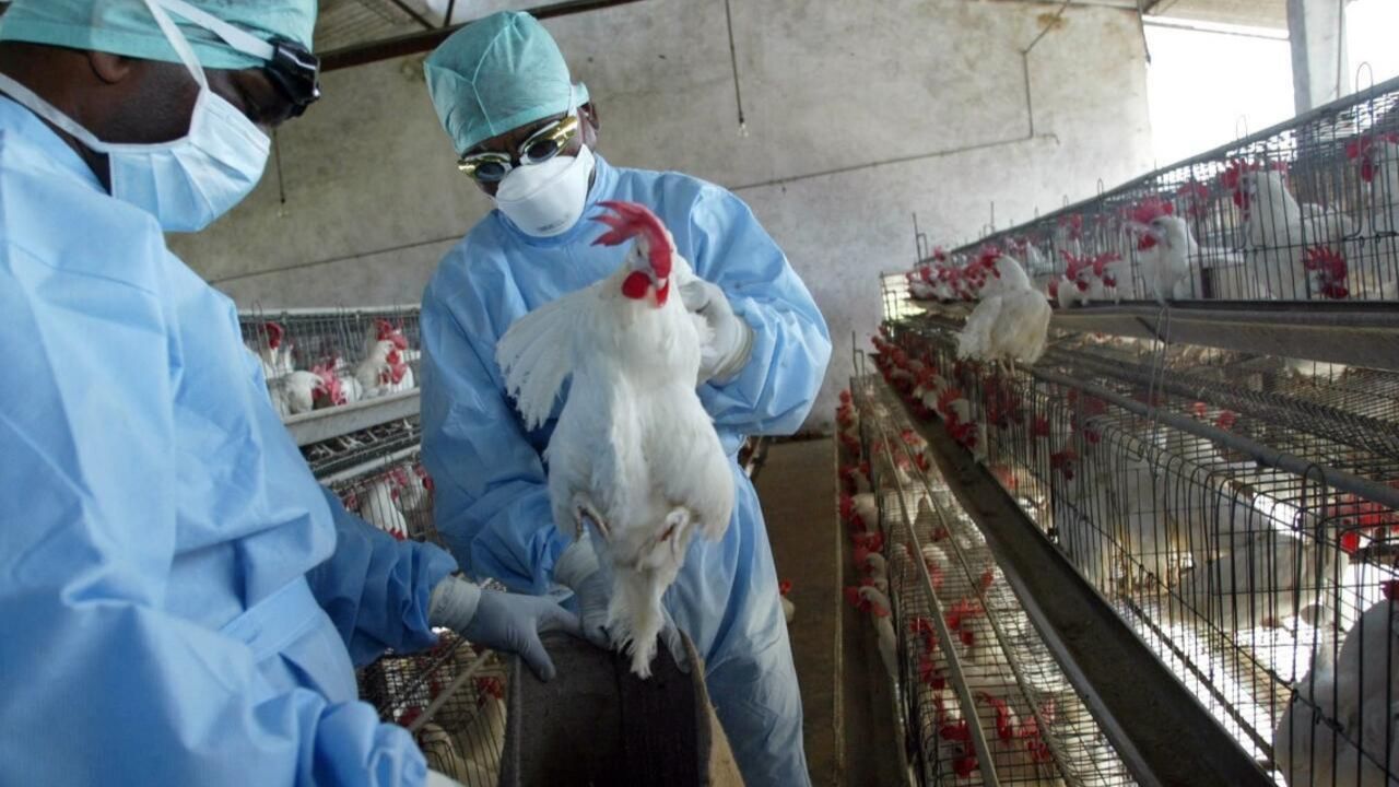 Tras gripe aviar, el gobierno de Nueva York ordenó el cierre temporal de los mercados de aves en el área metropolitana