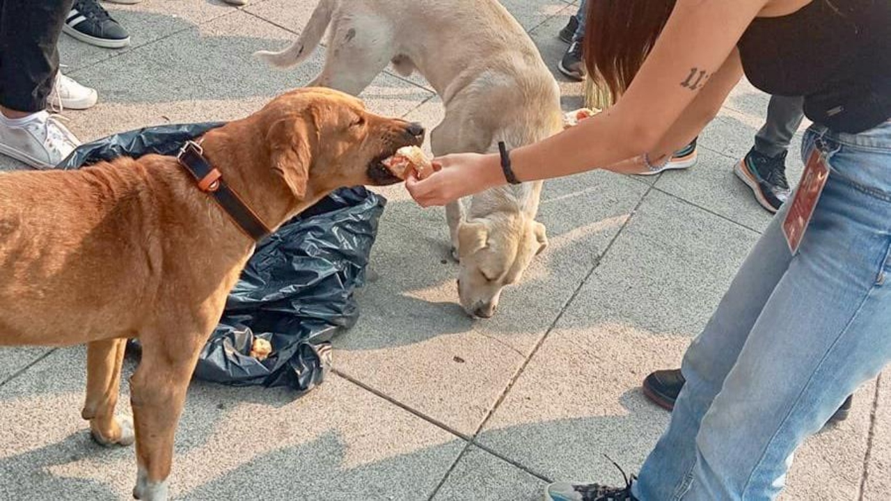 Foto: Ángel Ortíz/ Agatan sugirió a las y los peregrinos no traer animales en su visita al recinto Guadalupano.