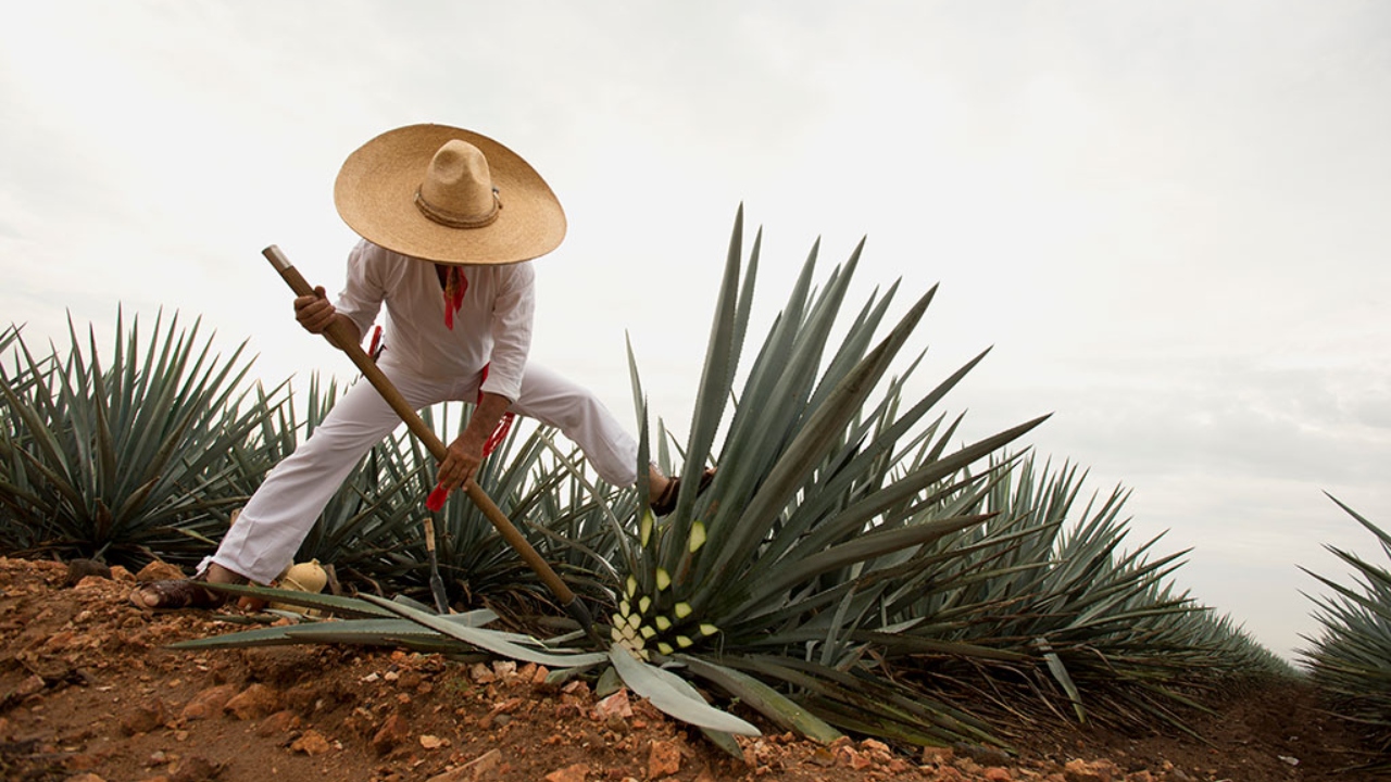 Foto: Secretaria de Turismo/ Tequila, Jalisco