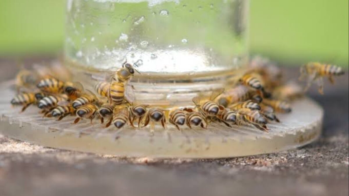 Las abejas son los principales polinizadores de la naturaleza