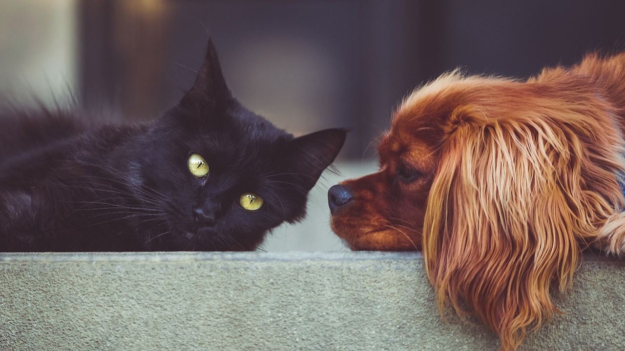 ¿Por qué no regalar mascotas en Navidad?