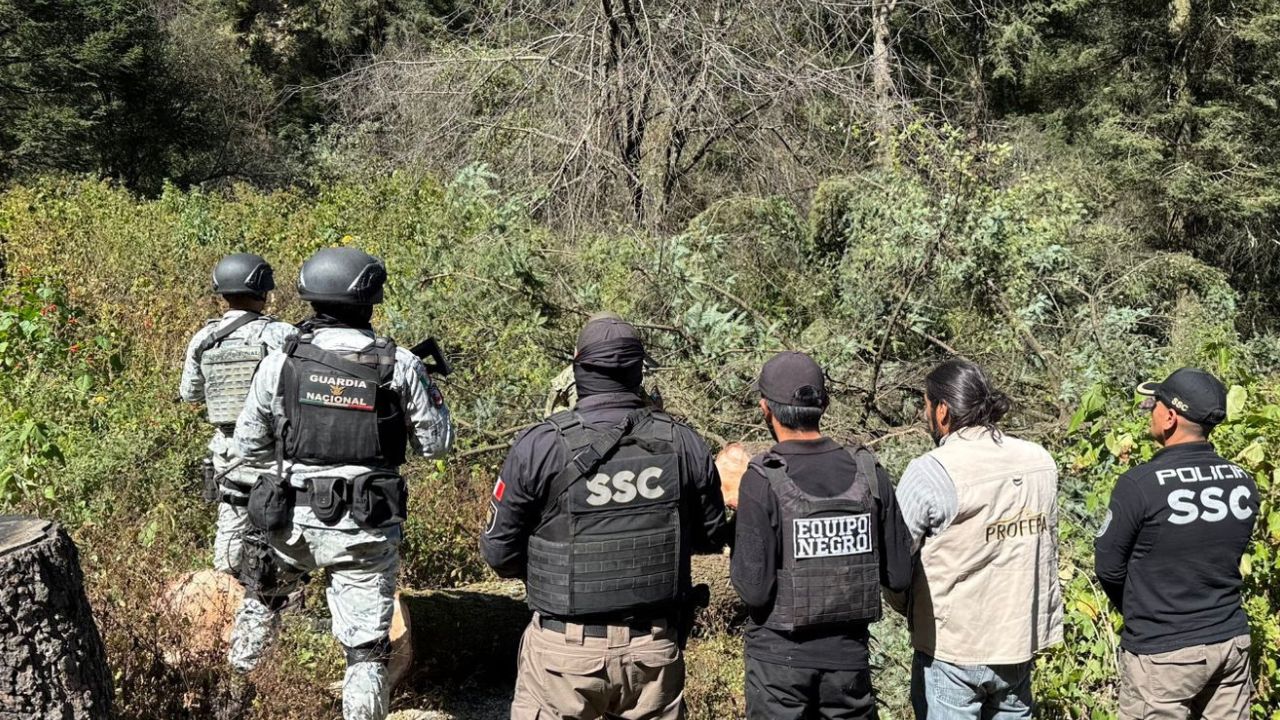 Tala de árboles clandestina en Tlalpan, CDMX