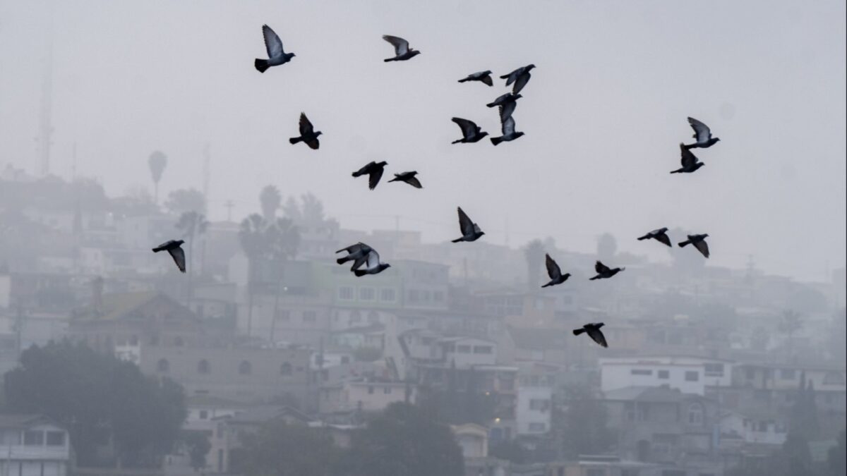 Vuelo de aves entre neblina por frio