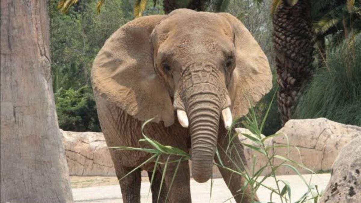 La elefanta Ely se encuentra en el zoológico de San Juan de Aragón.