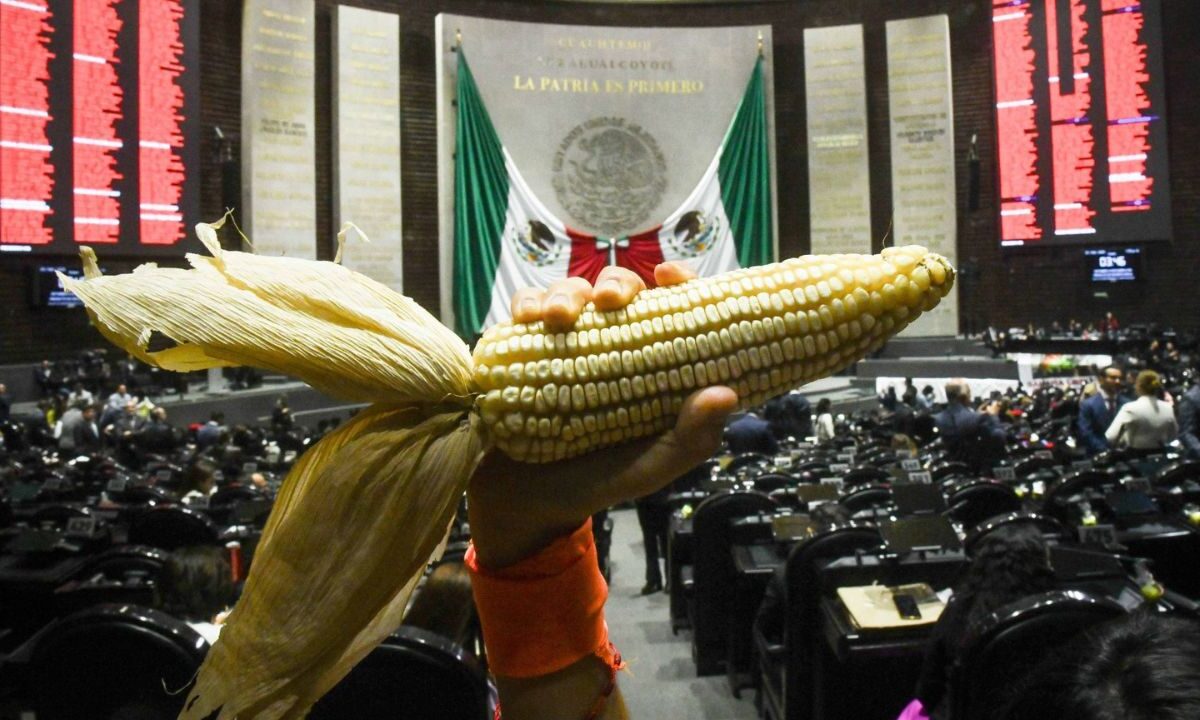 En San Lázaro aprueban en lo general reforma constitucional para proteger los maíces nativos.