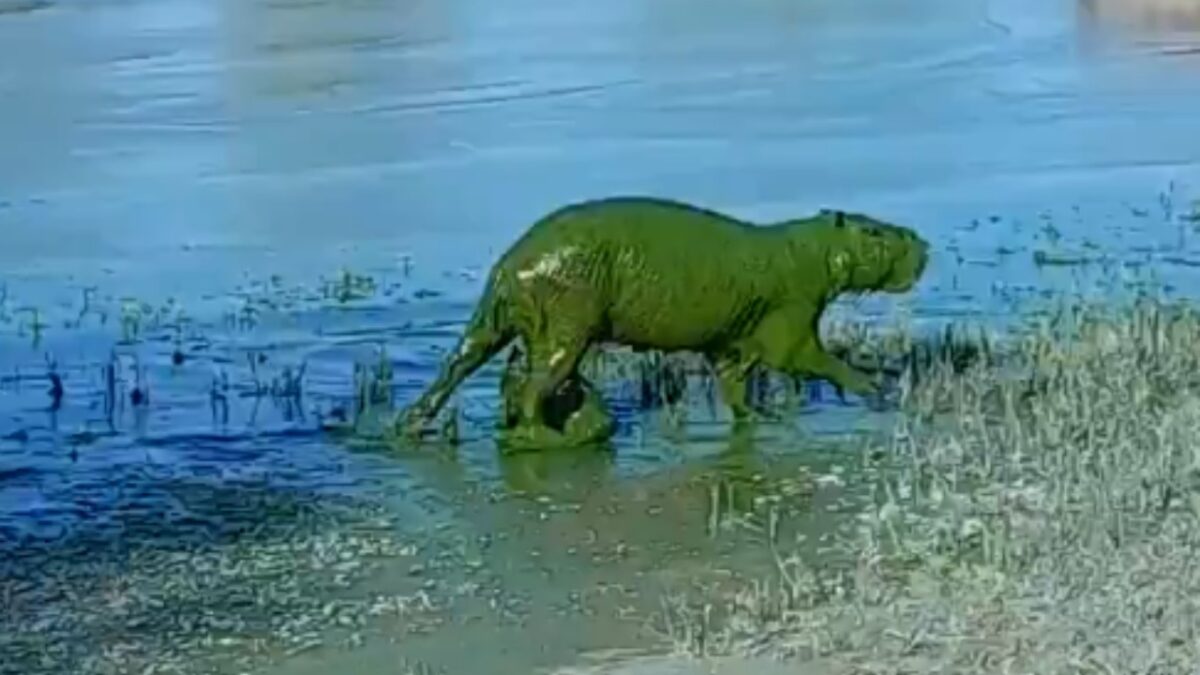 Capibaras verdes han sido vistos últimamente en el río Uruguay en Argentina.