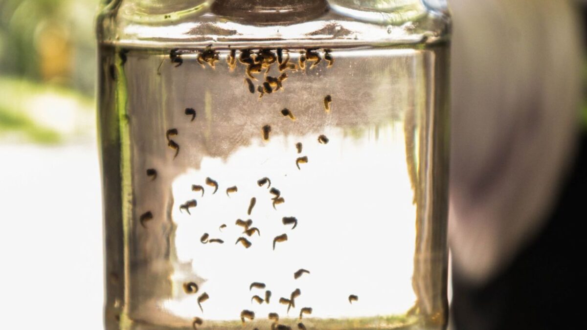 La OPS mencionó la importancia de promover campañas de prevención para reducir la incidencia del dengue.