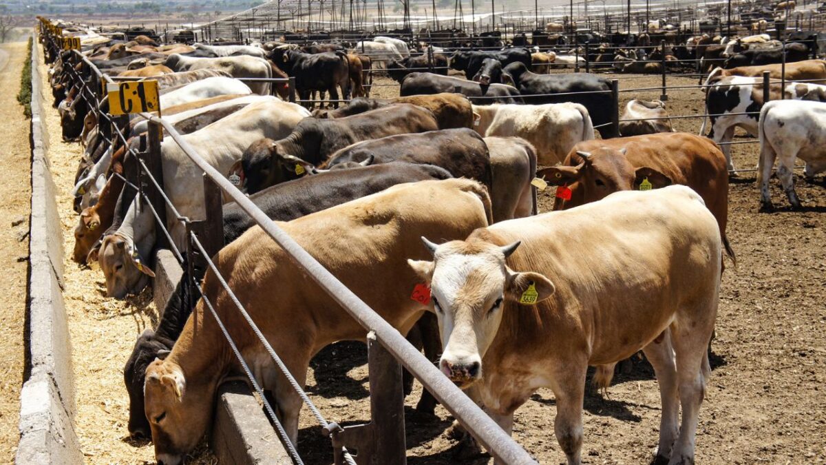 México reactiva exportación de ganado bovino en pie a EU
