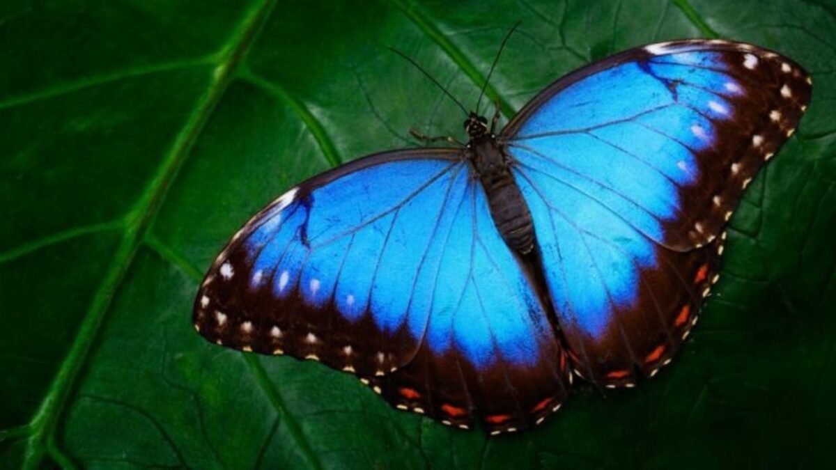 Muere niño en Brasil tras inyectarse mariposa triturada