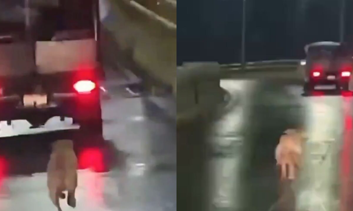 Exhiben en video a conductor por abandonar un perrito en plena Calzada Ignacio Zaragoza.