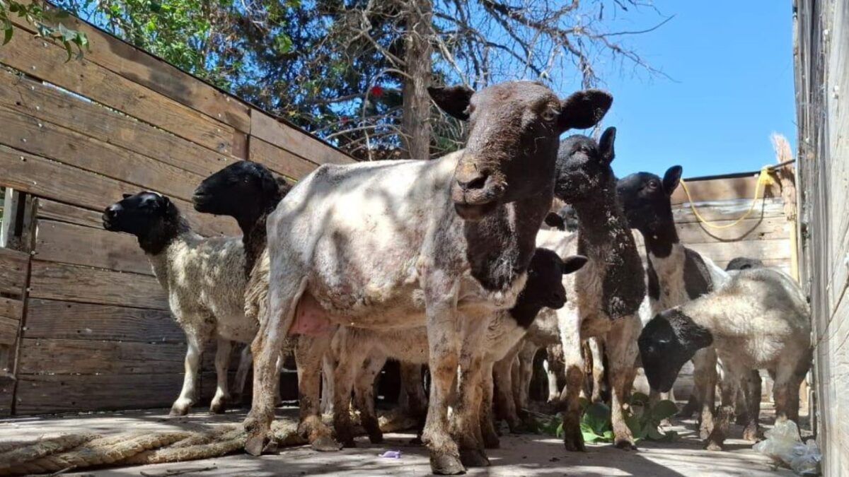 Los animales se encontraron en un estado deplorable y de desnutrición