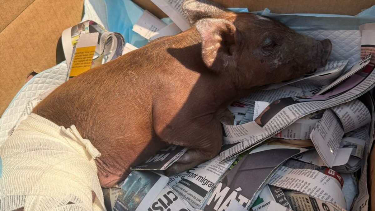 Efectivos de la Brigada de Vigilancia Animal (BVA) de la SSC, en calles de la alcaldía Benito Juárez , resguardaron a un cerdito que aparentemente atropellaron