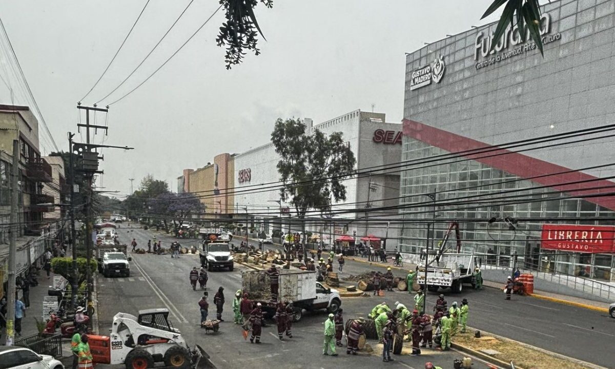 Trascendió que las palmeras, ya estaban muertas, tras una plaga