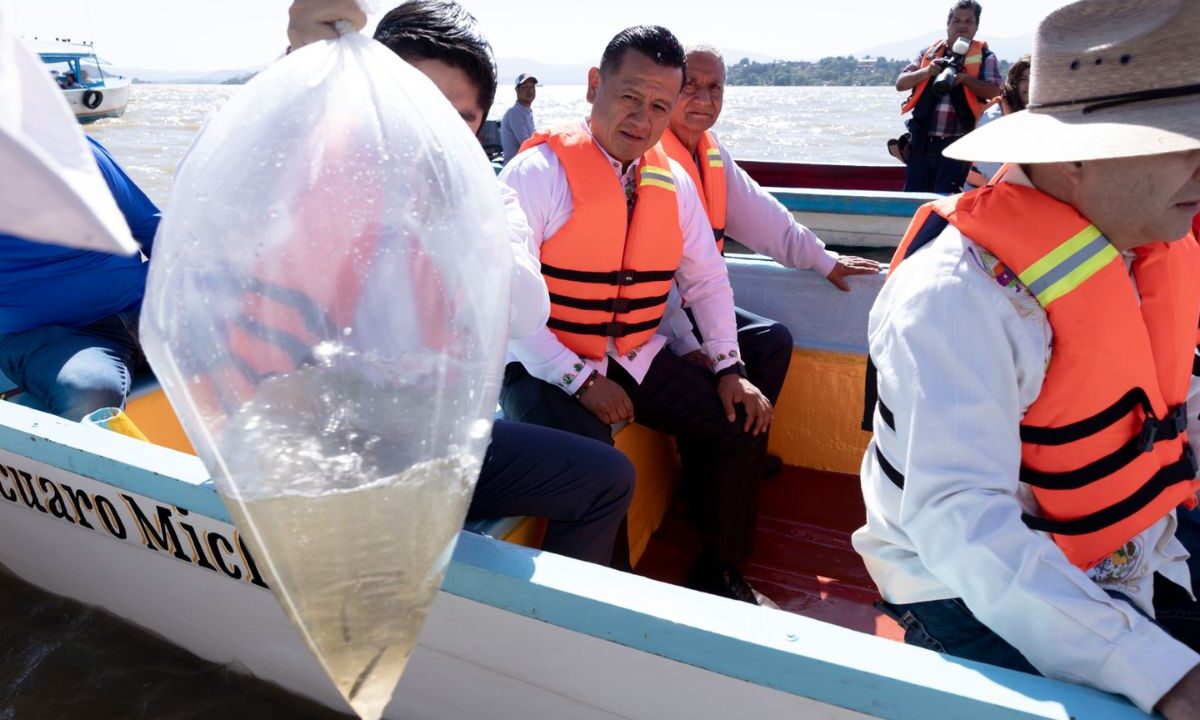 La Compesca realizó una segunda liberación de 20 mil peces como parte de las tareas de rescate en el lago de Pátzcuaro