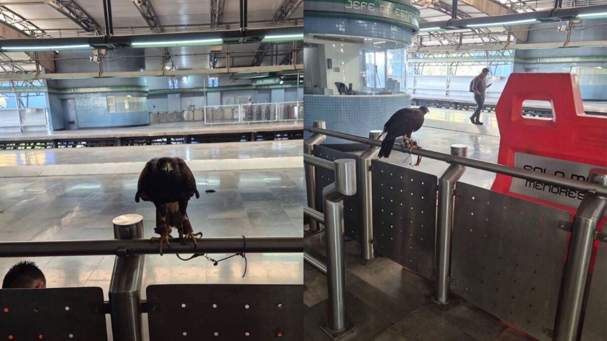 usuarios captaron un águila en la estación Romero Rubio del Metro