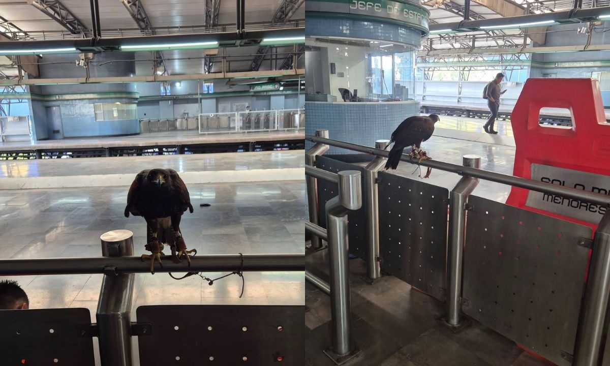 usuarios captaron un águila en la estación Romero Rubio del Metro