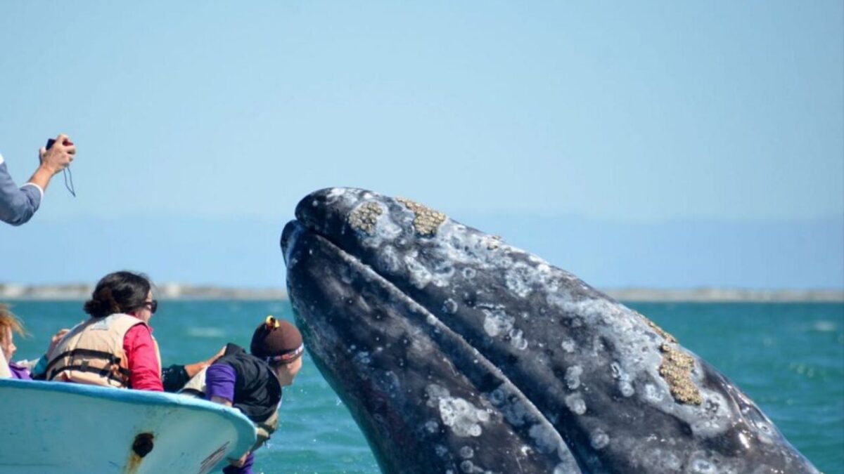 El avistamiento de ballenas en Baja California Sur se ha convertido en una actividad de gran relevancia para el turismo y comercio del estado.